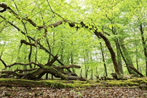 Near-natural deciduous forest, moss-covered deadwood