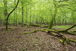 Near-natural deciduous forest, moss-covered deadwood