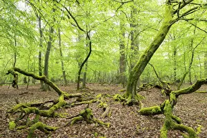 Near-natural deciduous forest, moss-covered deadwood