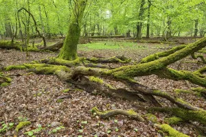 Near-natural deciduous forest, moss-covered deadwood