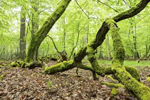 Near-natural deciduous forest, moss-covered deadwood