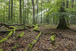 Near-natural mixed deciduous forest, moss-covered deadwood, sunbeams, Hainich National Park, Thuringia, Germany, Europe