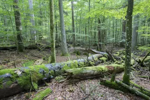 Near-natural mixed forest