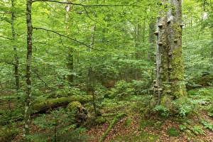Near-natural mixed forest with deadwood