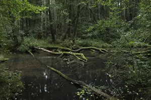 A near-natural stream with deadwood flows through an alder swamp forest