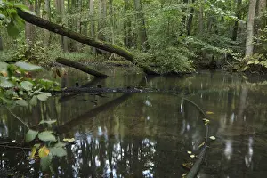 A near-natural stream flows through an alder swamp forest
