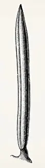 Needle-shaped (spruce). Antique stylized illustration