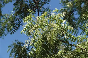 Neem tree or and Margosa (Azadirachta indica) Melia Azadirachta linn herb herbal ayurvedic medicinal plants