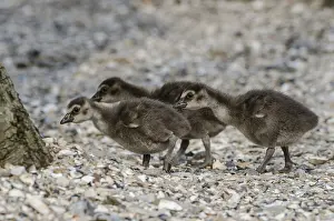 Nene (Branta sandvicensis) captive
