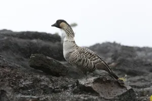 Nene, Hawaiian Goose (Branta sandvicensis)