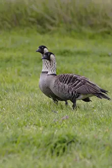 Nene, Hawaiian Goose, Branta sandvicensis