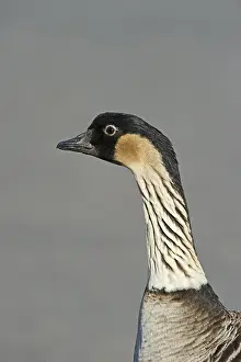 Nene or Hawaiian Goose, (Branta sandvicensis)