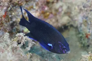 Neon reef fish (Abudefduf luridus)