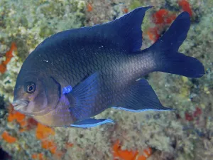 Neon reef fish (Abudefduf luridus)