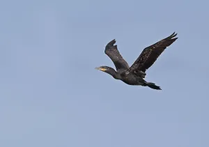 Neotropic Cormorant (Phalacrocorax brasilianus) adult