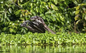 Neotropical otter sitting on a tree trunk