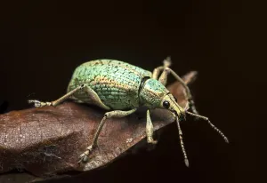 Neotropical weevil (Curculionidae)