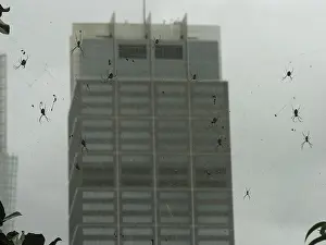 Nephila spiders in front of skyscrapers