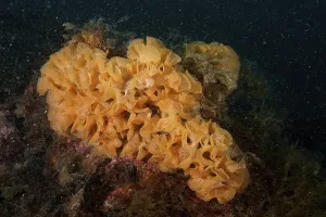 Neptune slime (Reteporella grimaldii) (Reteporella septentrionalis)