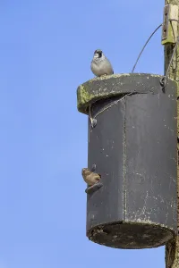 Nest box with sparrows, Nistkasten mit Sperlinge