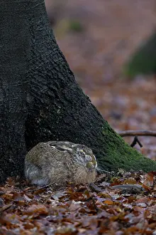 The nest of this brown hare (Lepus europaeus)