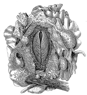 Nest of the rock shell, Lima hians