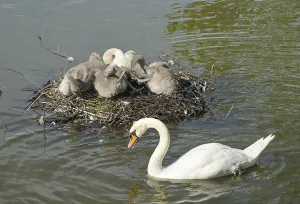 Nest, swans, young animals, Blumelteich
