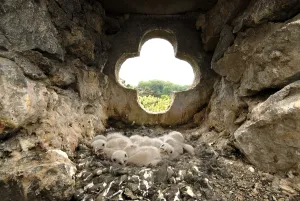 Nest full of young Common Kestrels (Falco tinnunculus)