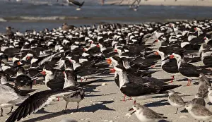 Nesting black skimmer terns Rynchops niger on the white sands of Clam Pass in Naples