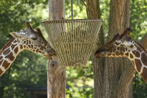 Two net giraffes (Giraffa reticulata) at the food basket