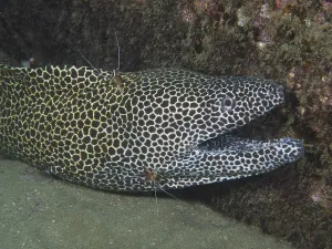 A net moray (Gymnothorax permistus)