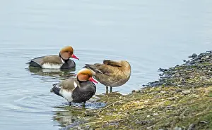 Netta rufina duck<br> Netta rufina duck