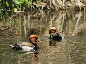 Netta rufina duck<br> Netta rufina duck