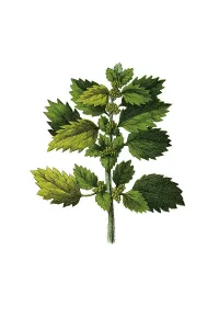 Nettle, historical illustration