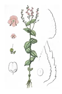 Nettle-leaved Speedwell (Veronica urticifolia)
