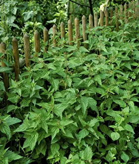 Nettle (Urtica) dioica