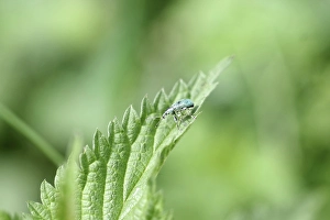 Nettle weevil (Phyllobius pomaceus)