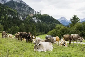 Neuschwanstein Castle and herd of cows