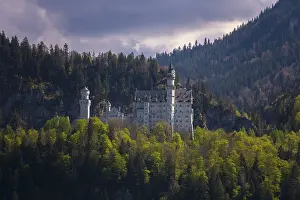 Neuschwanstein Castle rises majestically from the dense forest