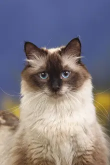 Neva Masquarade, seal-point, Siberian Forest Cat