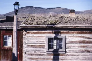 Nevada City historic ghost town, Montana, USA Cactus plants grow on the roof of an old wooden building