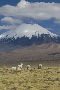 Nevado Parinacota (6362m) with lamas in Sajama National Park