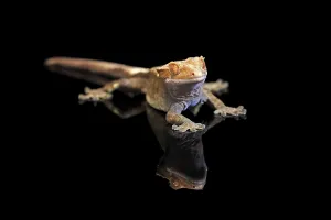 New Caledonian eyelash gecko (Correlophus ciliatus)