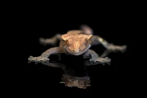New Caledonian eyelash gecko (Correlophus ciliatus)