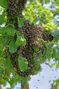 New colony of Honey Bees (Apis mellifera) on the trunk of an apple tree