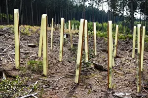 New deciduous tree seedlings in a clearing of a coniferous forest
