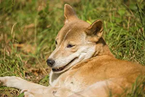 One New Guinea singing dog or New Guinea Highland dog (Canis hallstromi) (Canis dingo hallstromi)