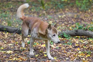One New Guinea singing dog or New Guinea Highland dog (Canis hallstromi) (Canis dingo hallstromi)