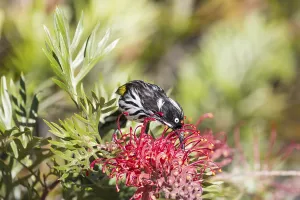 New Holland Honeyeater (Phylidonyris novaehollandiae)
