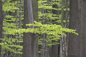 New leaves on European beech (Fagus sylvatica)